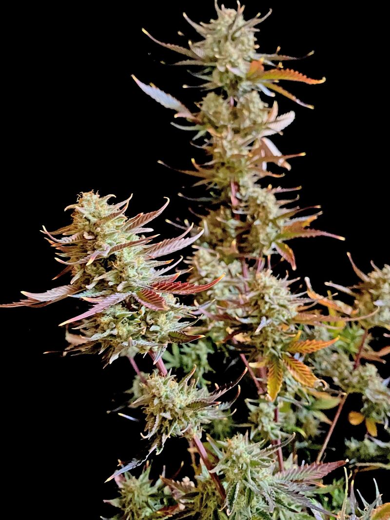 Guava Auto, Фасовка: 5, изображение 40